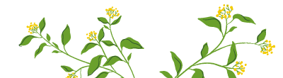 水彩風の菜の花の無料イラスト